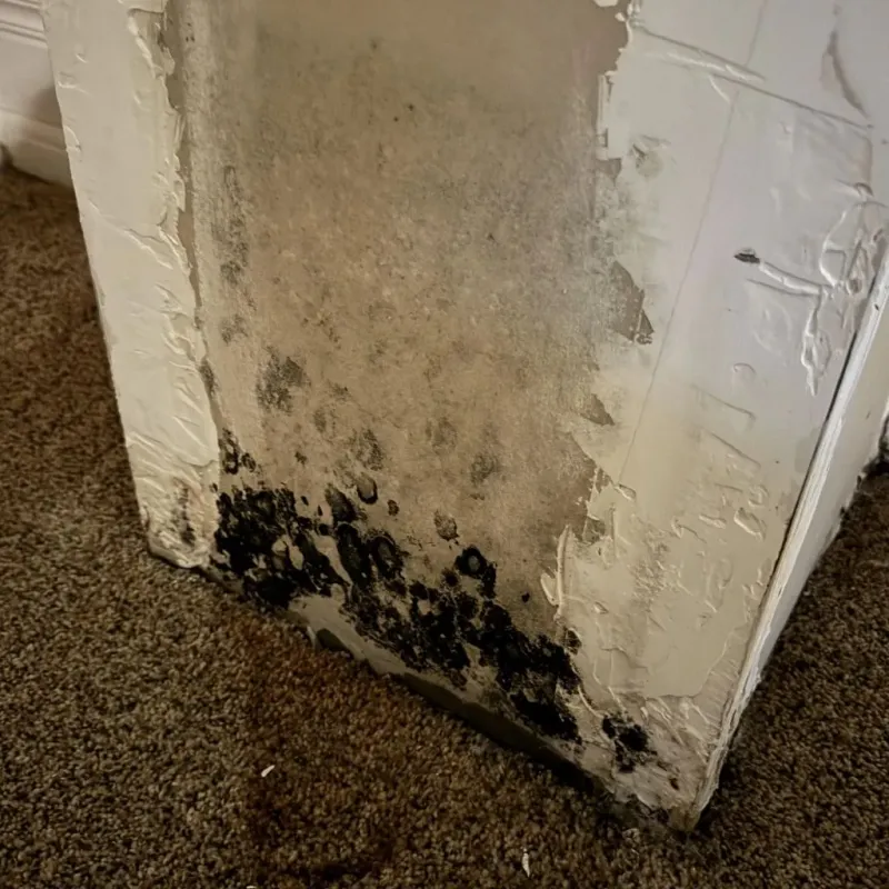 Professional Mold Removal in Kerrville, TX